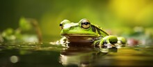 The Wildlife Photographer Captured A Stunning Photo Of An Amphibious Frog Croaking Near A Wet Pond Green Garden Highlighting The Beauty Of Natures Water Loving Animals