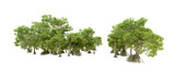 Fototapeta Natura - Green forest isolated on transparent background. 3d rendering - illustration