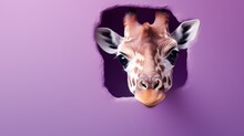  A Close Up Of A Giraffe's Face Through A Hole In A Purple Wall With Its Tongue Sticking Out And It's Head Sticking Out Of The Wall.