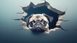  a pug dog looking out of a hole in the wall with its head sticking out of it's hole, with the background of a blue wall with cracks.