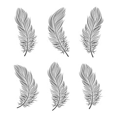 Wall Mural - Set of contour bird feathers on a white background, line art. Decor elements, vector