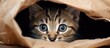 The young feline with adorable eyes cute fur and a funny personality happily made its home in a paper bag proving once again how irresistible and mischievous kittens can be