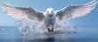 The Northern Fulmar is a white seabird with long wings and a robust body perfectly adapted for life in the salt laden Arctic and Subarctic regions Its bill is equipped with a AIl gland en