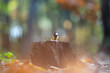 Great tit stands on a stump on a fabulously coloured sunny autumn day. Birdwatching