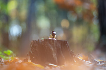Poster - Great tit stands on a stump on a fabulously coloured sunny autumn day. Birdwatching
