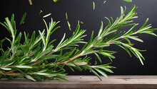 Fresh Green Organic Rosemary Leaves Flying On Transparent Background Ingredient Spice For Cooking Frame Collection For Design