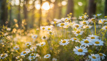 Early Evening Sunlight Majestic Nature Daisy Flowers Golden Soft Green Sunset Colors White Blossoms Stunning Defocused Panoramic Lush Foliage Landscape Enchanting Autumn Forest Closeup Meadow Flora