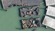 Aerial Video Top View Of San Francisco's Most Iconic Residents, The Sea Lions (seals) Of Pier 39, Sharing Platforms To Rest In The Sun, Aerial Video Footage