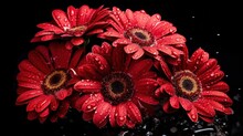 Beautiful Red Gerbera Flowers With Water Drops On Black Background. Springtime Concept. Valentine's Day Concept With A Copy Space. Mother's Day