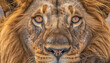 © Jeronimo Ramos - Close up feline mammal, undomesticated cat, lion in nature wild animals generated by AI