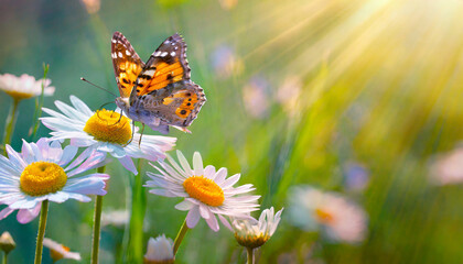 Wall Mural - art beautiful field meadow flowers chamomile flying butterfly in morning sunny meadow nature landscape wide format banner copy space