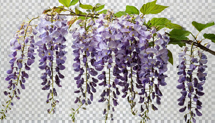 Wall Mural - branch of beautiful hanging purple wisteria flowers png file of isolated cutout object on transparent background