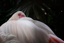 Close-up Portrait Of A Pink Flamingo With Its Head In Nuzzling In Its Feathers Sleeping, Indonesia