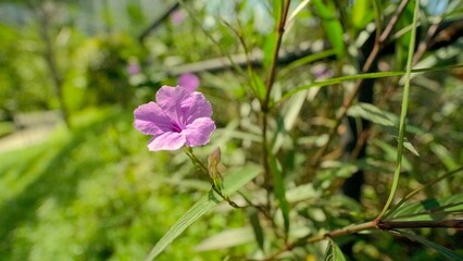 Close-up shot of a delicate Minnieroot flower growing in the garden