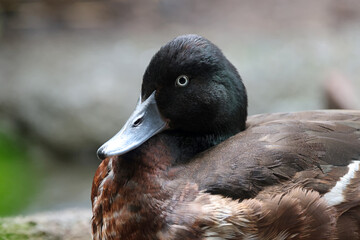 Canvas Print - male mallard duck in the wild.