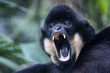The yellow-cheeked gibbon (Nomascus gabriellae), also called the golden-cheeked gibbon