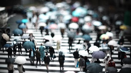 Wall Mural - 雨の日の横断歩道 スローモーション