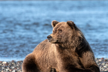 Wall Mural - Brown bear (Ursus arctos) resting on the beach; Lake Clark NP; Alaska