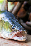 Fototapeta Paryż - Zander and his Teeth in detail, the Fish from freshwater Deep, Sander lucioperca