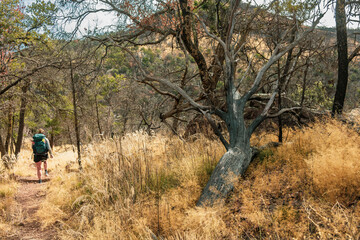 Wall Mural - Woman Hikes Through Grass and Forest on the Colima Trail