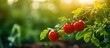 In the lush green garden of the farm amidst the vibrant summer foliage a flourishing tomato plant stood tall its red fruit a testament to healthy growth nourished by the bountiful nature su