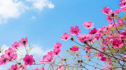 Wall Mural - Spring flower ,blooming flowers bright sky background,