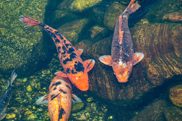 Wall Mural -  koi carp fish in aquarium