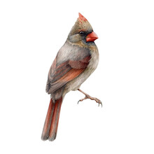 Red Cardinal Female Bird Watercolor Illustration. Hand Painted Cardinalis Cardinalis North America Native Avian. Female Red Cardinal Bird Isolated On White Background