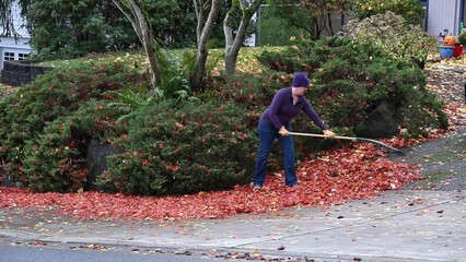 Wall Mural - Middle-aged woman raking up colorful fallen maple leaves off a driveway and sidewalk, start to fall cleanup yard work
