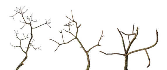 tree death or branch die isolated on white background.png