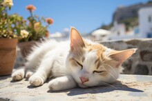 A Cat Sleeping On The Street Of Santorini, Greece On A Sunny Day Mediterranean Morning Sunshine Outdoor Portrait Animal Pet Photography Relaxed Happy Healthy Mood Good Mental Health