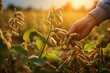farmer hands harvesting soybeans tree at soybean farm bokeh style background