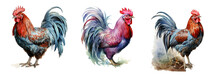 Watercolor Chicken On White Background, Isolated Image