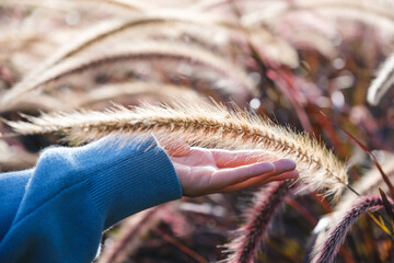 Wall Mural - Closeup image of a hand touching on a white , purple and pink poaceae or mission grass in a field