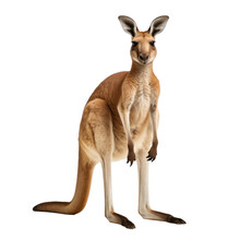 Kangaroo Isolated On Transparent Background,transparency 