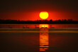 sunset with cygnus olor on the lake in the Danube Delta