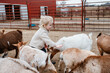 Child petting herd of goats at petting zoo