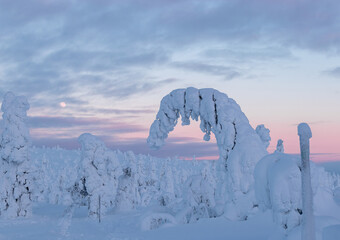 Wall Mural - lots of frozen snow trees in a national park in Lapland, Finland