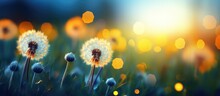 Colorful Image Of Dandelion Flowers In A Field At Sunset On A Dark Blue Green Background Copy Space Image Place For Adding Text Or Design