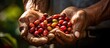 Coffee farmers selecting harvested coffee cherries Copy space image Place for adding text or design