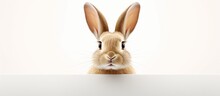 Cute Bunny Face Isolated On White Background Copy Space Image Place For Adding Text Or Design