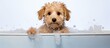 Dog being washed alone in studio basin on white background Copy space image Place for adding text or design