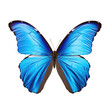 Vibrant blue butterfly with open wings.