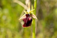Eastern Spider Orchid (Ophrys Mammosa) In Natural Habitat