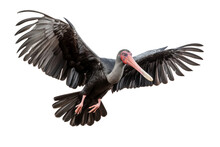 Majestic Northern Bald Ibis In Flight Isolated On Transparent Background