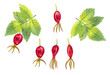 Wild rose hips and leaves on a branch watercolor illustration set of elements on an isolated background. Hand drawn red ripe berries of a medicinal plant and a twig. Clipart for packaging design.