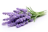 Fototapeta Lawenda - lavender isolated on white