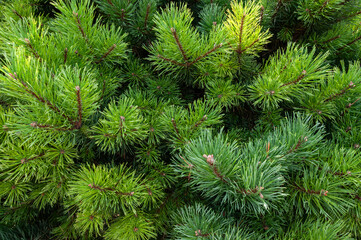 Close-up shot of a pine branch in the forest