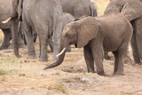 Fototapeta Natura - Elefant11