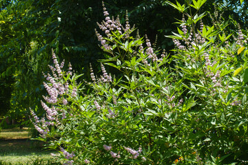 Wall Mural - Shrub of Vitex agnus-castus in full bloom in mid July